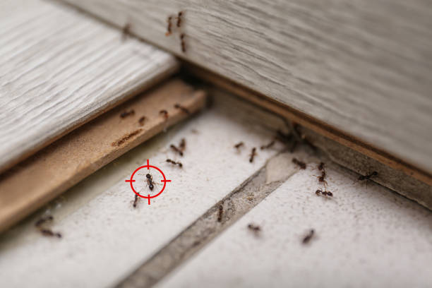 Best Bed Bug Extermination  in Fairfield Plantation, GA