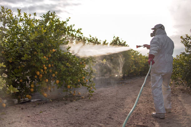 Best Ant Control Services  in Fairfield Plantation, GA
